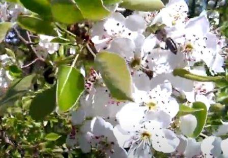 Особенности опыления яблони медоносными пчёлами
