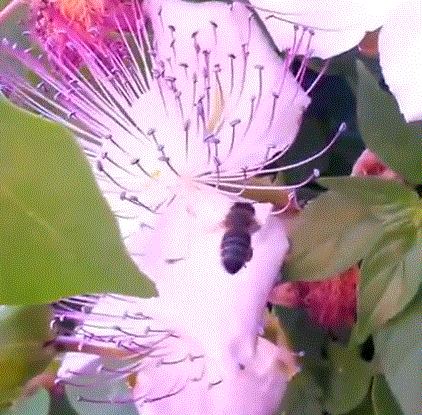 Пчела фото на красивом цветке