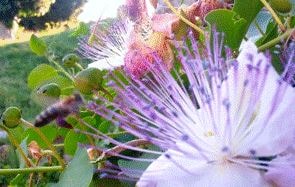 Пчела фото на красивом цветке