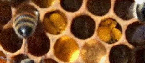 Пчела фото пчела трамбует пыльцу обножку в ячейке