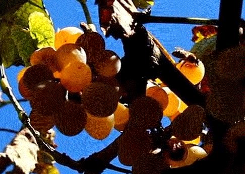 Пчелы на винограде