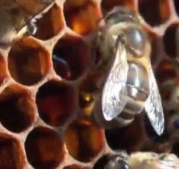 Пчела фото пчела сбрасывает пыльцу обножку в ячейку сотов