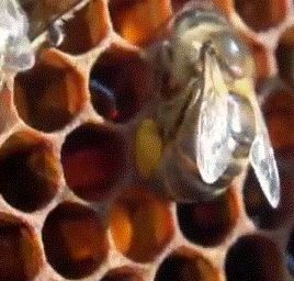 Пчела фото пчела сбрасывает пыльцу обножку в ячейку сотов