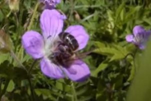 Пчеловодство в Ленинградской области