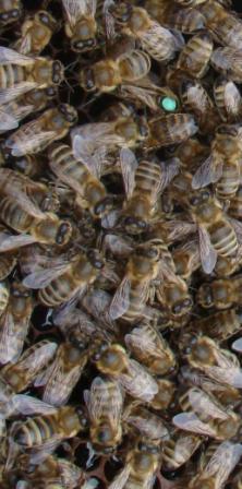 Пчела фото - украинская степная пчела