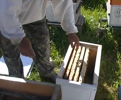 Работа в первый сезон с вновь приобретенными пчелопакетами среднерусской породы