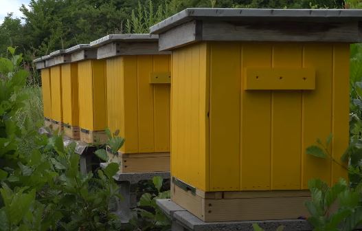Modern beekeeping in Poland