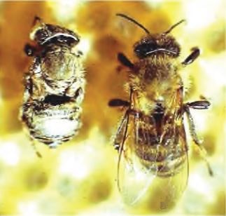 Здоровая пчела и пчела пораженная варроатозом