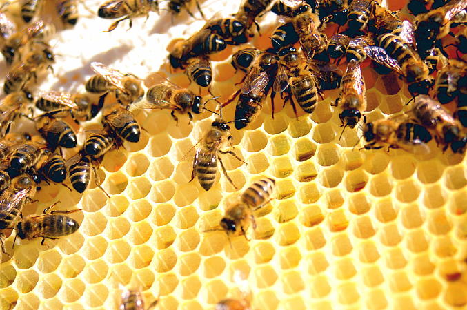 Фото Рабочие пчелы в пчелиной семье