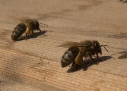Пчелы на старт