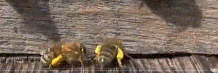 Пчелы собрали пыльцу с ивы