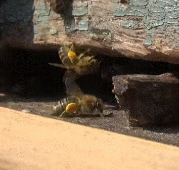 Победила пчелиная дружба