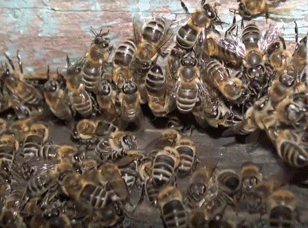 Сравнение дальневосточных пчел и карники