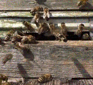 Ученые о дальневосточных (приморских) пчелах