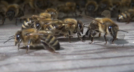 Пчела фото дальневосточные пчелы на прилетной доске