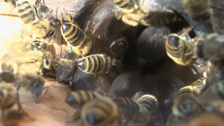 Результаты селекционной работы на зимостойкость дальневосточных пчел