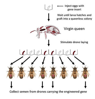 Генно-модифицированные пчелы - угроза мировому пчеловодству