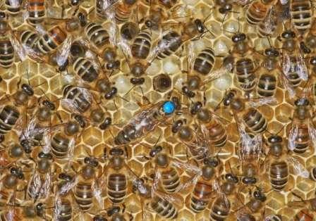 Испытание краинских пчел в условиях нечерноземной зоны России