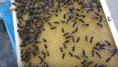 Пчелиный банк восстанавливает пасеки Польши