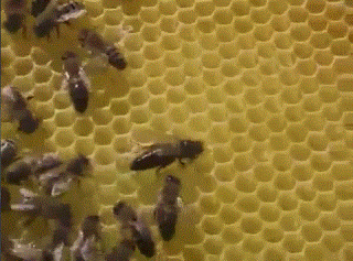 Пчелиная матка сербской карники