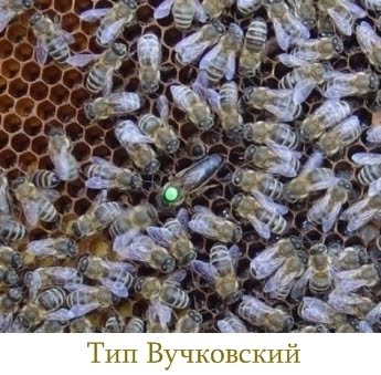 Карпатские пчелы типа Вучковский фото