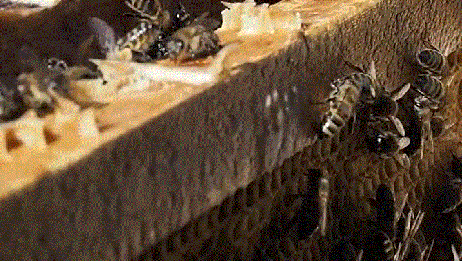 Мегрельская популяция серой горной кавказской пчелы