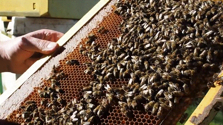 Мегрельская популяция серой горной кавказской пчелы  распространена в Западной Грузии, пчела мирная и медоносная.