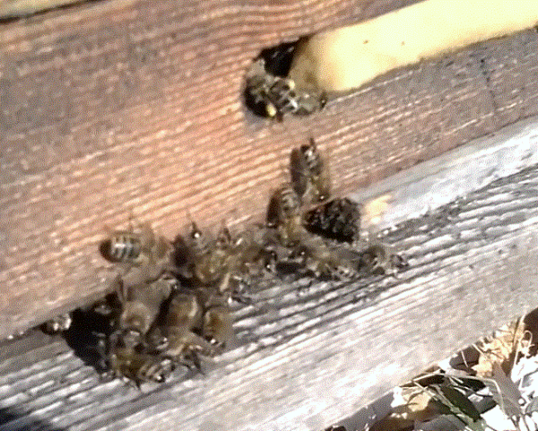 Кахетинская популяция Серых горных кавказских пчел 