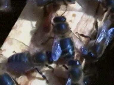 Среднерусская горно алтайская пчела