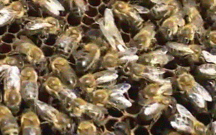 Фото среднерусской пчелы тип Орловский