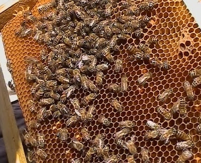 желтая кавказская порода пчел