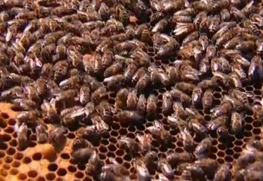 Сохраним генофонд башкирских пчел