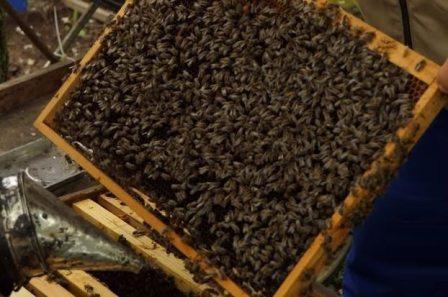 Где купить пчел в Болгарии