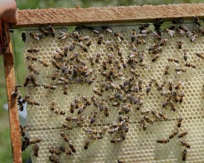 Как обеспечить сотами пасеку серой горной кавказской пчелы