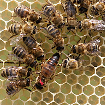 Пчеловодство Судана