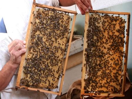 Где можно разводить серую горную породу пчел - кавказянку