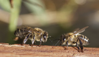 Сицилийская медоносная пчела - Apis MELLIFERA Sicula