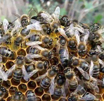 Восстановление популяции иберийских пчел