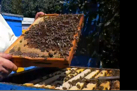 Пчелы Курской области