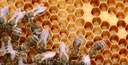 Аккумуляция тяжелых металловв теле пчел 