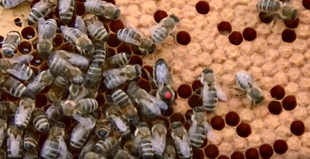 Пчела фото - карпатские пчелы