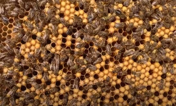 Фото трутневый расплод карпатских пчел