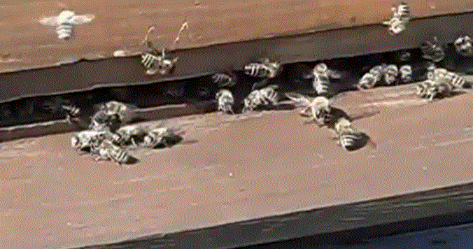 Критерии резистентности  пчел к Varroa destructor