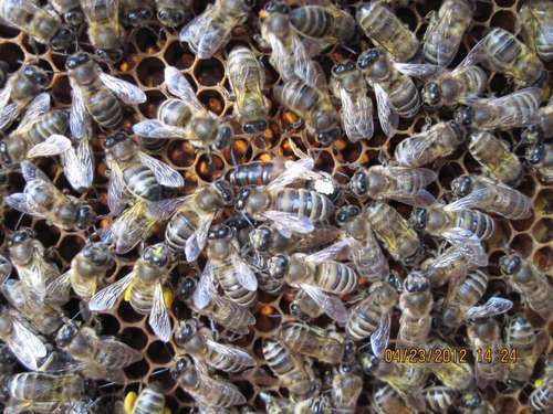 Фотография пчел типа Краснополянский