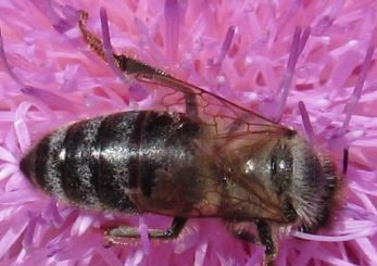 Болгарская пчела или Македонская пчела - Apis mellifera macedonica