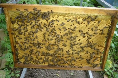 Формирование августовских отводков пчел