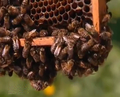 Породный состав пчел Рязанской области
