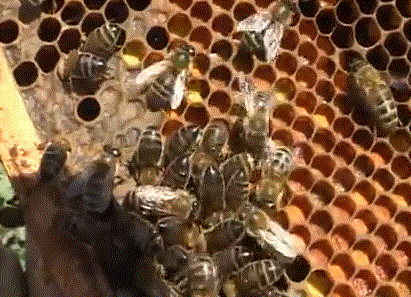 Использование перекиси водорода в профилактике и борьбе с нозематозом пчел