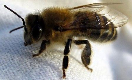 среднерусская порода пчел характеристика
