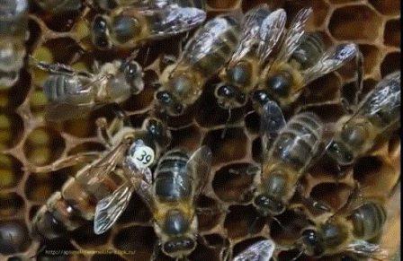 матки среднерусской породы пчел